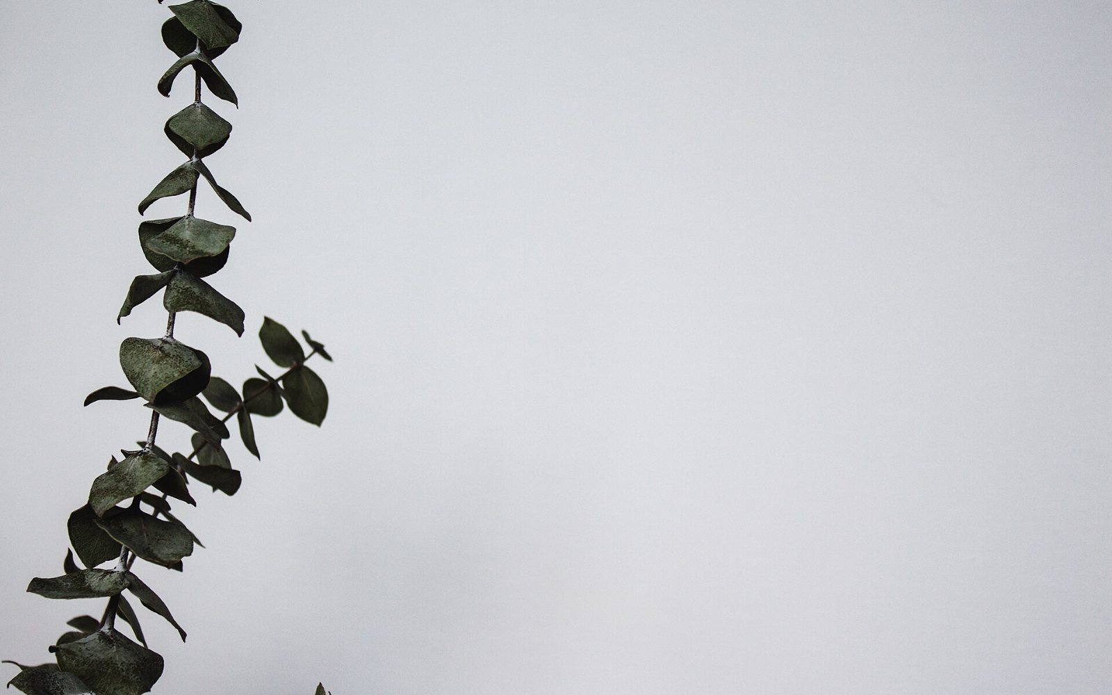 A single eucalyptus sprig on a soft neutral background